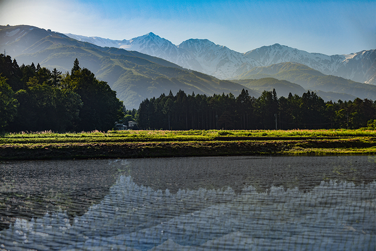 田んぼ 三景_d0265224_21333362.jpg