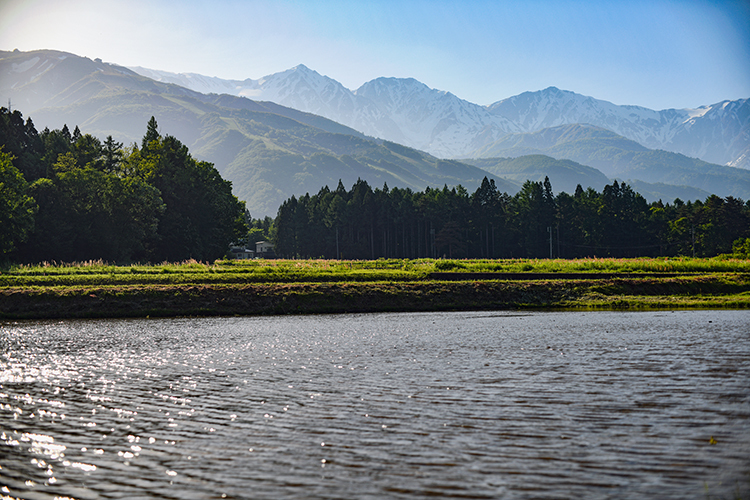 田んぼ 三景_d0265224_21361903.jpg