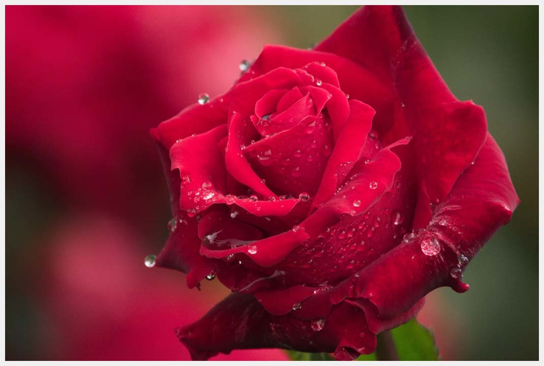 ミササガパークの薔薇　その2_d0339929_07193132.jpg