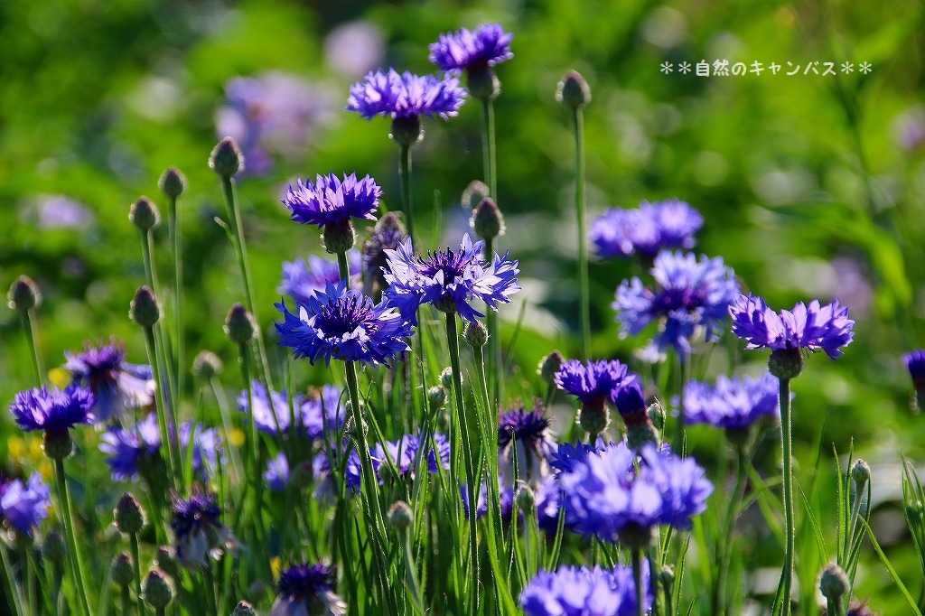 涼しそうなブル－系の花を集めてみました(^^♪_e0052135_15420597.jpg