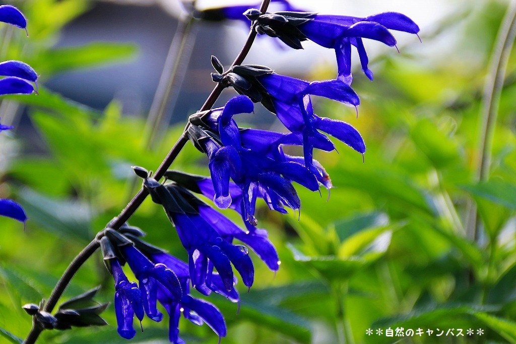 涼しそうなブル－系の花を集めてみました(^^♪_e0052135_15421420.jpg