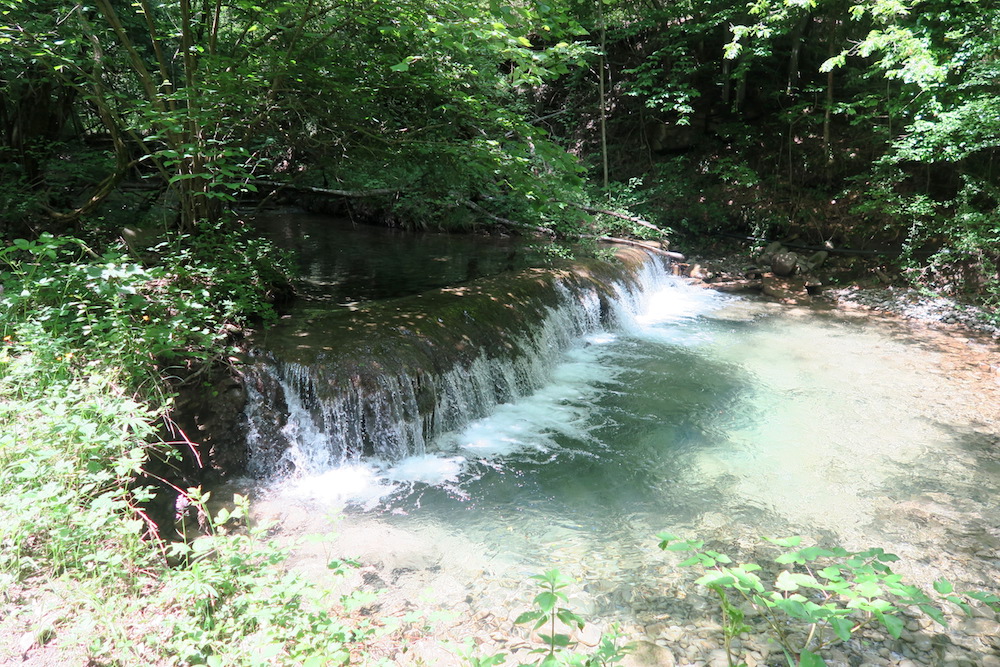 黄花ふじ・蘭うつくしい山の道_f0234936_5365451.jpg
