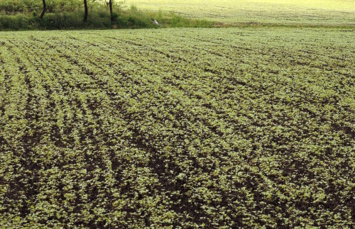 b0075140_11431544.jpg