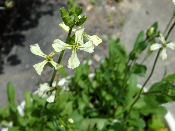 ドクダミ 八重 時々の花