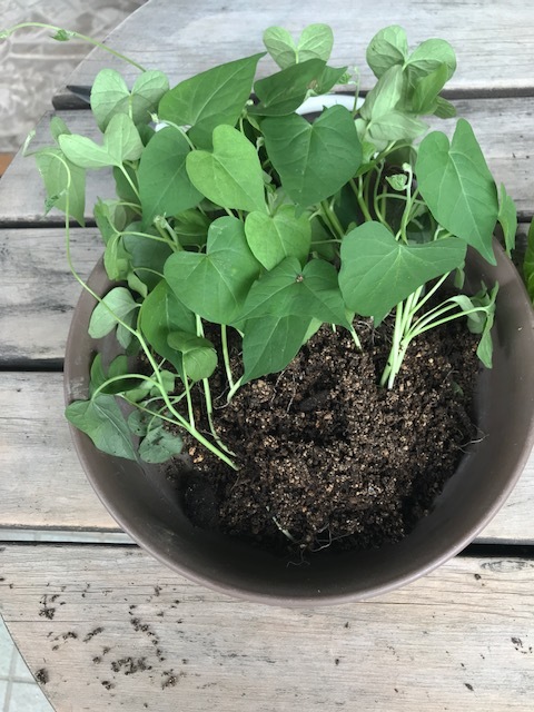 変化あさがお 江戸風情 4年目の苗 123