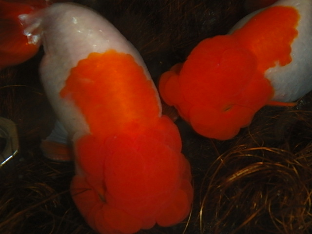 f0334143_9145563.jpg