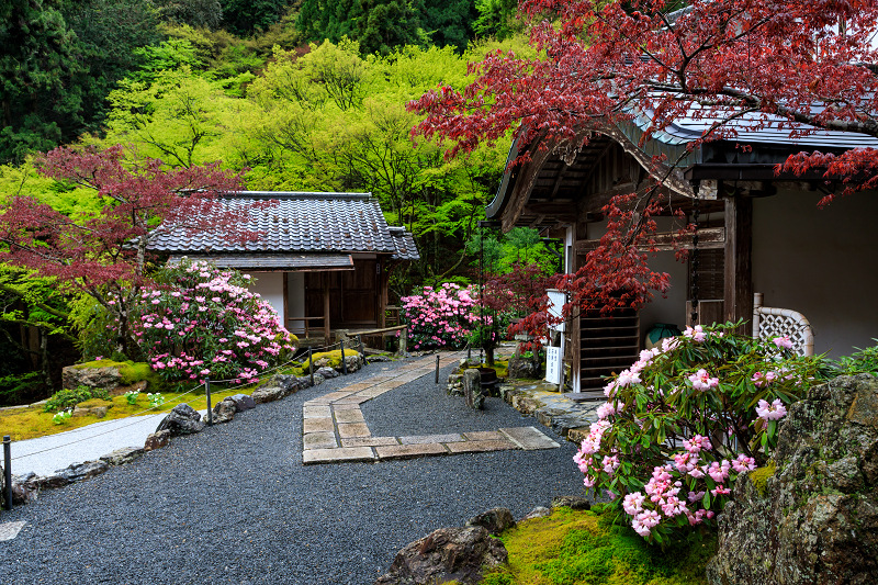 シャクナゲと春の山野草（古知谷阿弥陀寺）_f0155048_22324156.jpg