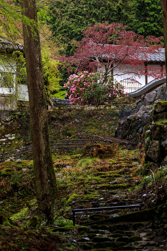 シャクナゲと春の山野草（古知谷阿弥陀寺）_f0155048_22335732.jpg