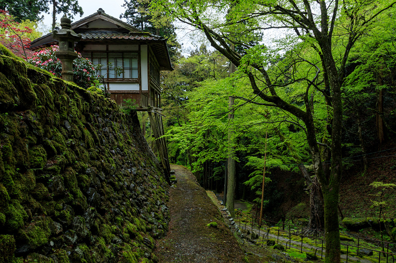 シャクナゲと春の山野草（古知谷阿弥陀寺）_f0155048_22341893.jpg