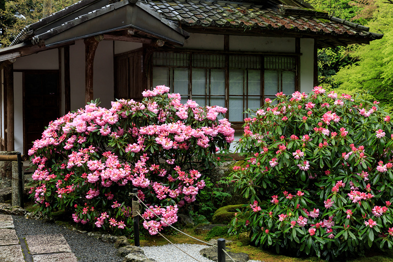 シャクナゲと春の山野草（古知谷阿弥陀寺）_f0155048_22343560.jpg