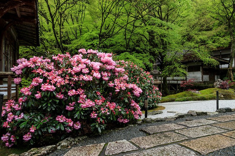 シャクナゲと春の山野草（古知谷阿弥陀寺）_f0155048_22344659.jpg