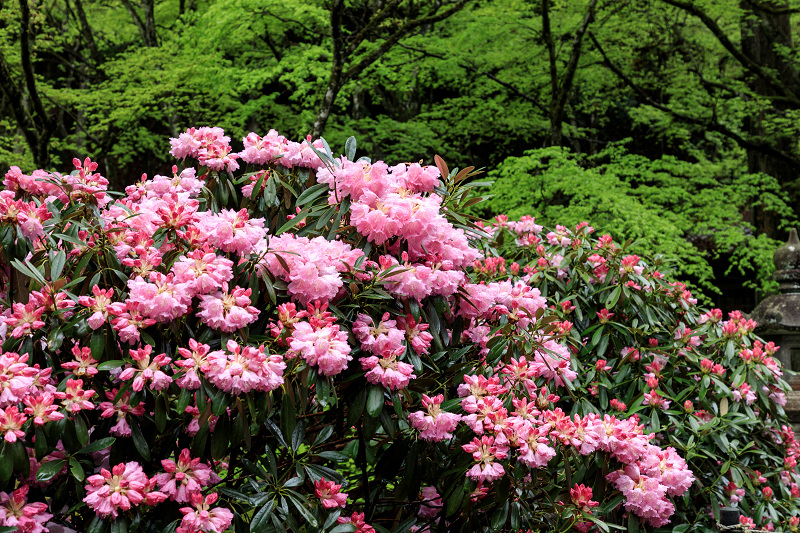 シャクナゲと春の山野草（古知谷阿弥陀寺）_f0155048_22355343.jpg