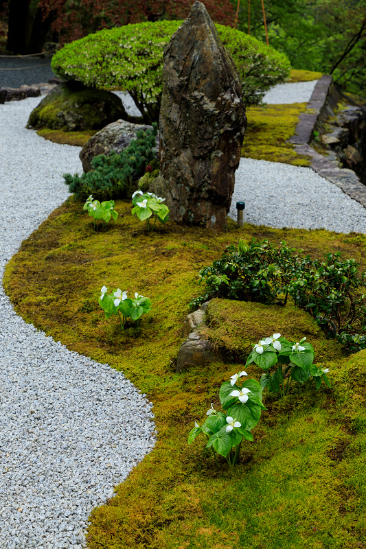 シャクナゲと春の山野草（古知谷阿弥陀寺）_f0155048_22365530.jpg