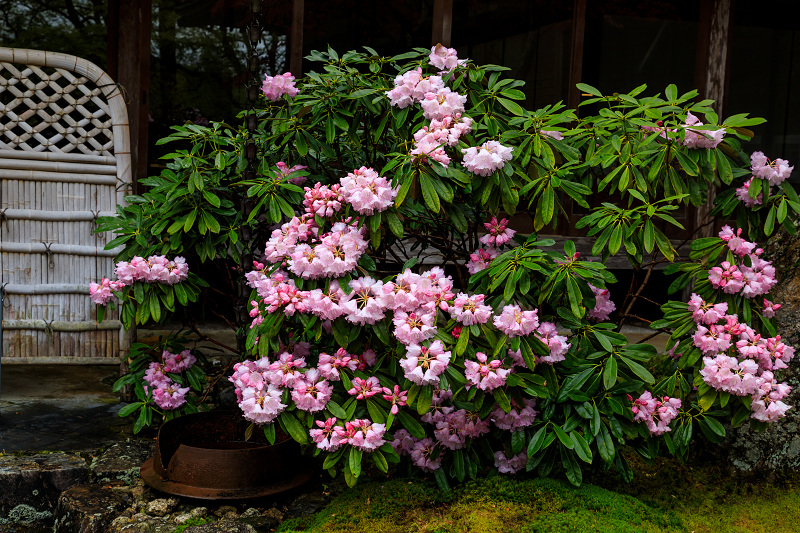 シャクナゲと春の山野草（古知谷阿弥陀寺）_f0155048_22391584.jpg