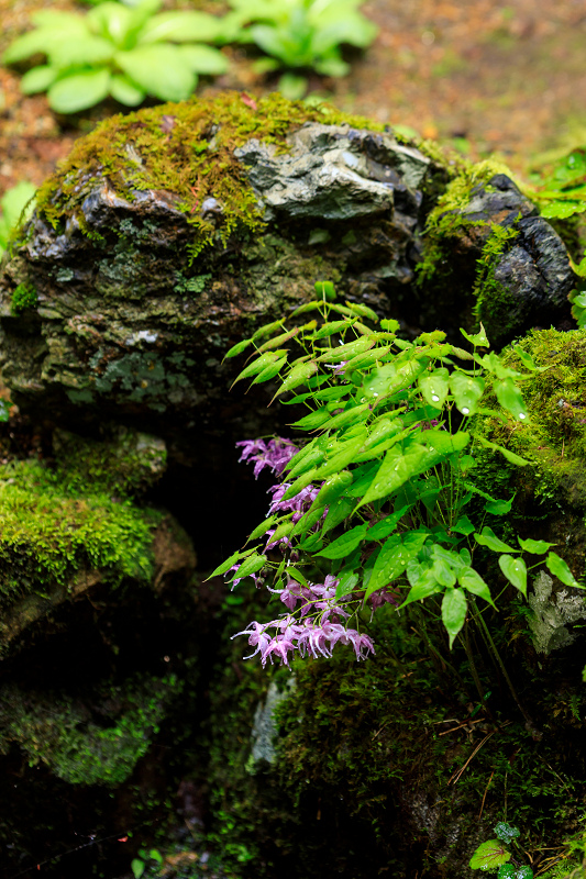 シャクナゲと春の山野草（古知谷阿弥陀寺）_f0155048_22411019.jpg