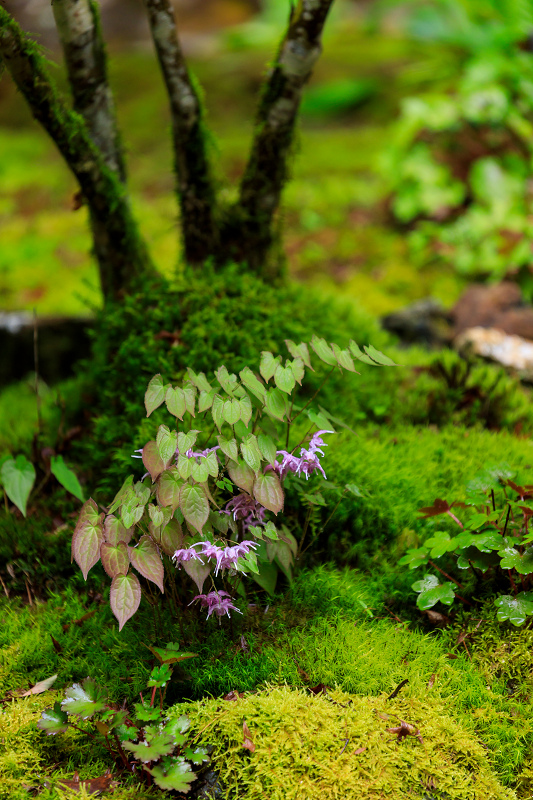 シャクナゲと春の山野草（古知谷阿弥陀寺）_f0155048_22413845.jpg