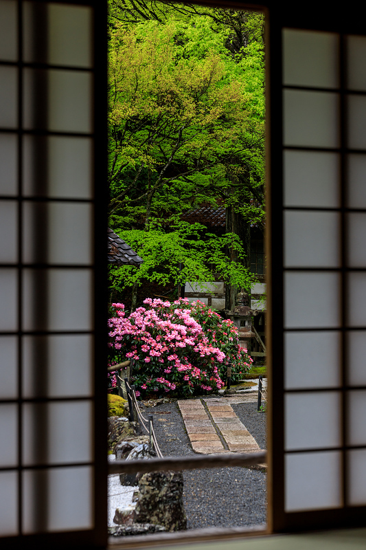 シャクナゲと春の山野草（古知谷阿弥陀寺）_f0155048_22431290.jpg