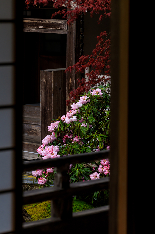 シャクナゲと春の山野草（古知谷阿弥陀寺）_f0155048_22433661.jpg