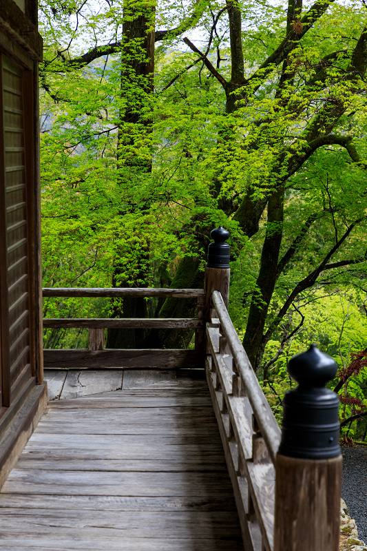 シャクナゲと春の山野草（古知谷阿弥陀寺）_f0155048_22452642.jpg