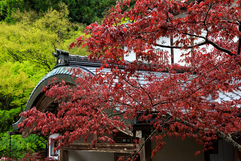 シャクナゲと春の山野草（古知谷阿弥陀寺）_f0155048_22453372.jpg