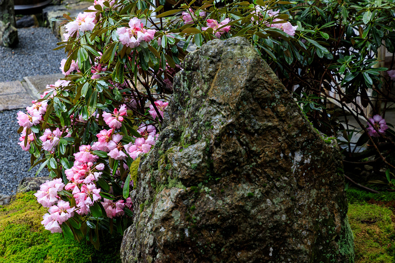 シャクナゲと春の山野草（古知谷阿弥陀寺）_f0155048_22461995.jpg