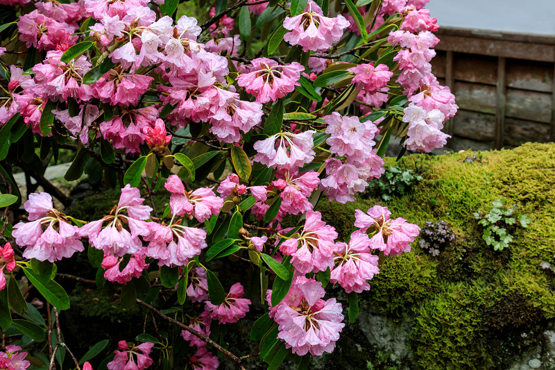 シャクナゲと春の山野草（古知谷阿弥陀寺）_f0155048_22463796.jpg