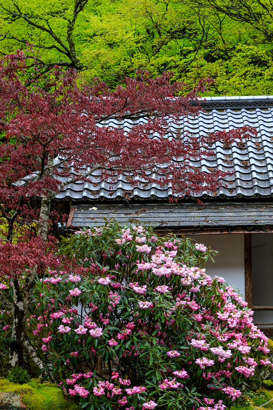 シャクナゲと春の山野草（古知谷阿弥陀寺）_f0155048_2246628.jpg