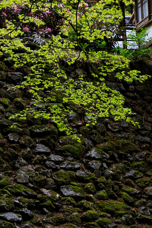 シャクナゲと春の山野草（古知谷阿弥陀寺）_f0155048_22485979.jpg