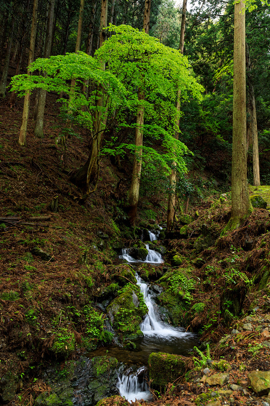 シャクナゲと春の山野草（古知谷阿弥陀寺）_f0155048_22502098.jpg