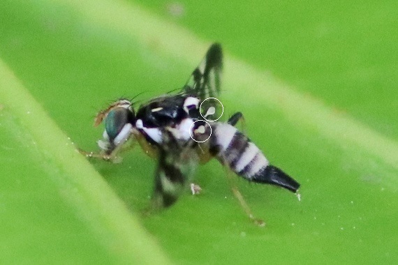 インスタバエ 野山の住認たち
