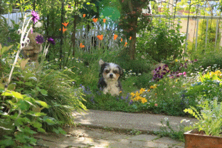 c0145250_10085860.gif
