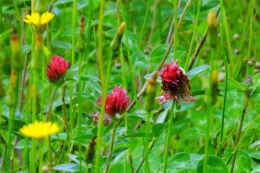 ツメクサ、花菖蒲など_b0236251_11370412.jpg