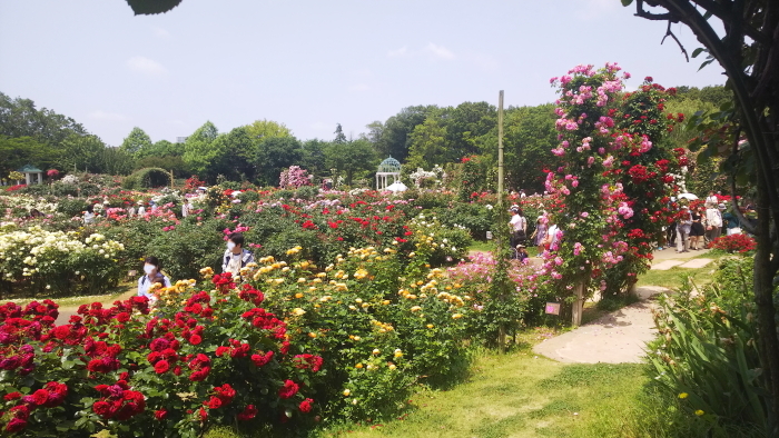 今年３度目の京成バラ園 18年５月27日 ニッキーののんびり気まま暮らし