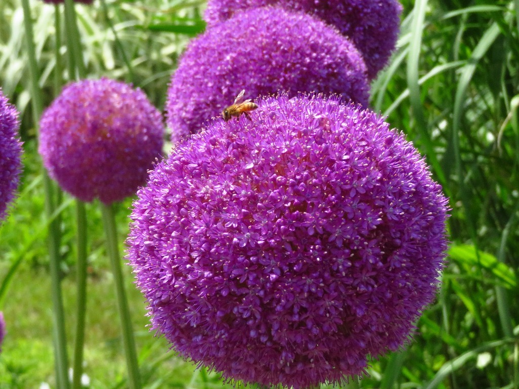 今年のアリウム ギガンチウムは 花追い日記