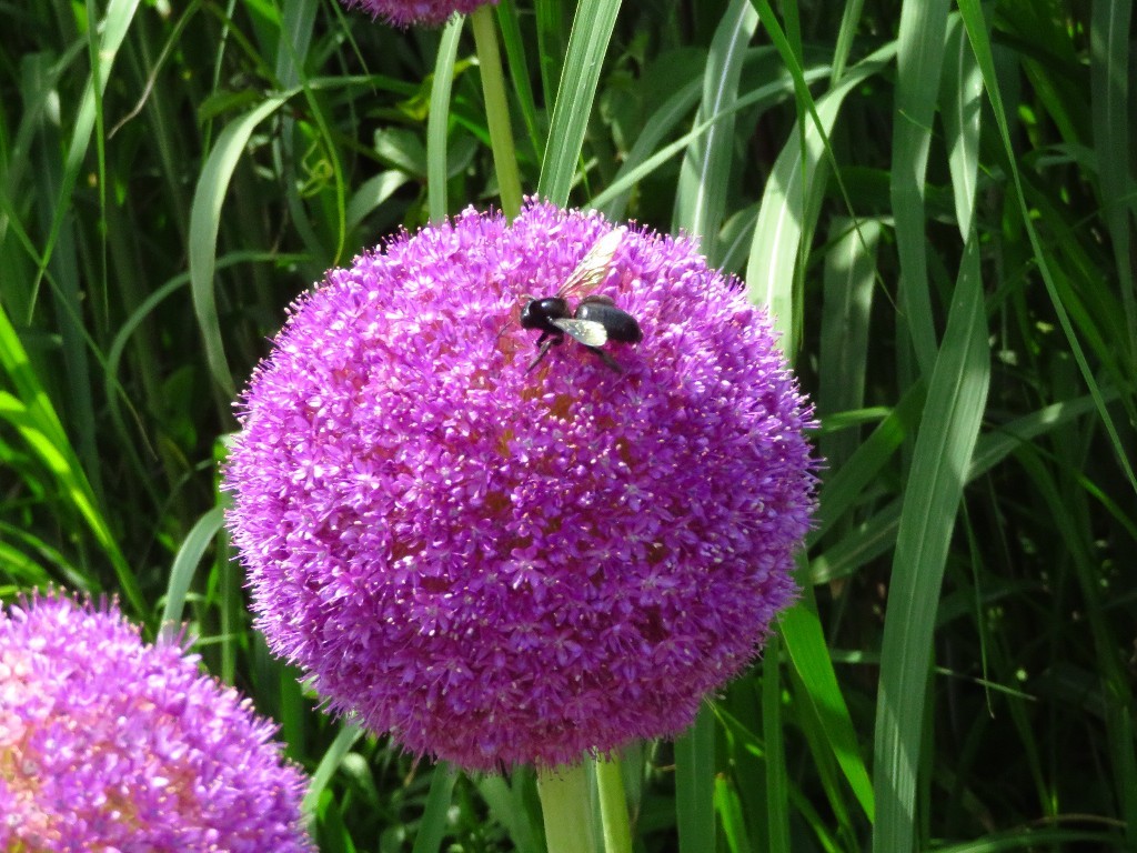 今年のアリウム ギガンチウムは 花追い日記