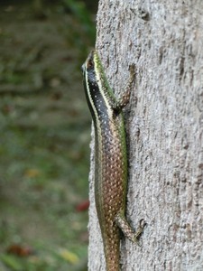 キナバル公園とポーリン温泉に出会える生き物_a0132757_11550295.jpg