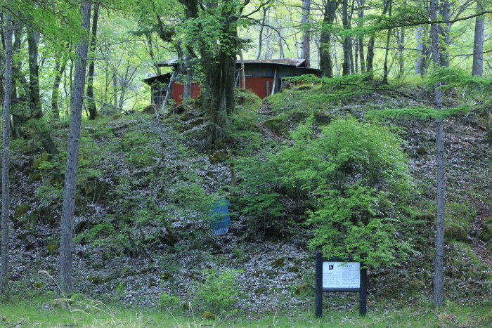 阿弥陀岳 南稜&中央稜 180527 シナノコザクラとホテイラン_e0338862_18042486.jpg