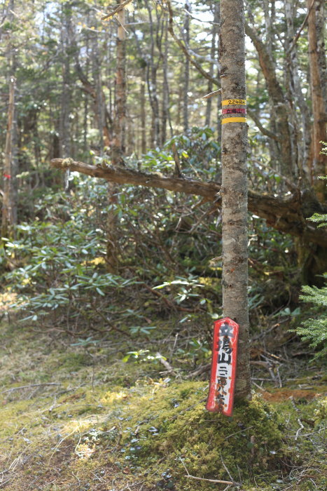 阿弥陀岳 南稜&中央稜 180527 シナノコザクラとホテイラン_e0338862_18082335.jpg