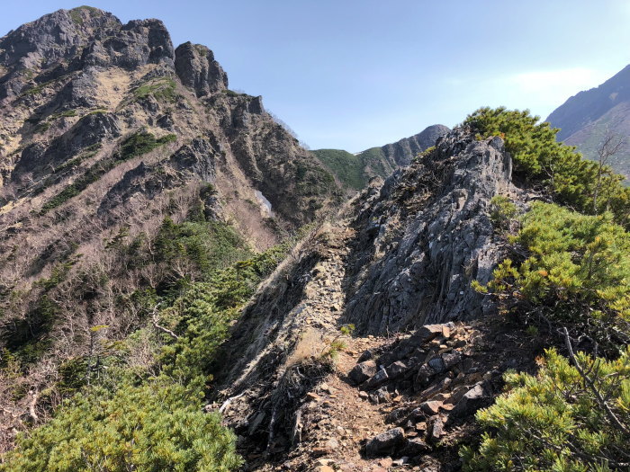 阿弥陀岳 南稜&中央稜 180527 シナノコザクラとホテイラン_e0338862_18133835.jpg