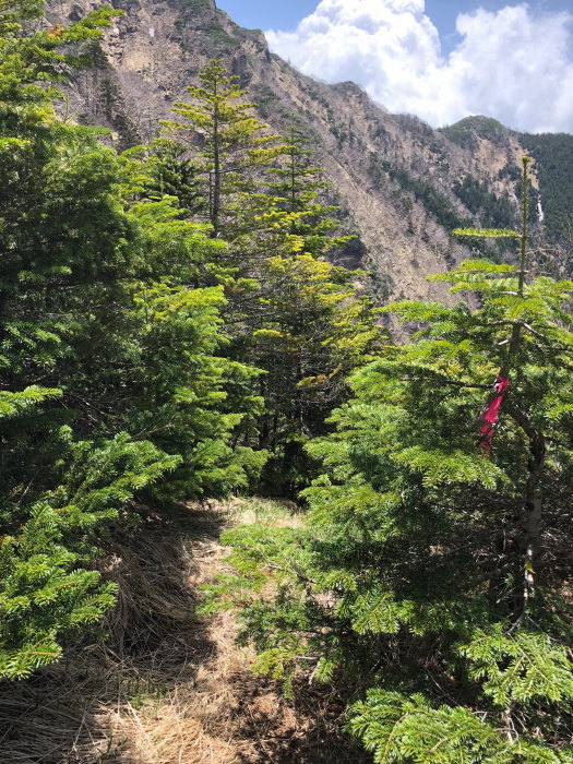 阿弥陀岳 南稜&中央稜 180527 シナノコザクラとホテイラン_e0338862_18514302.jpg