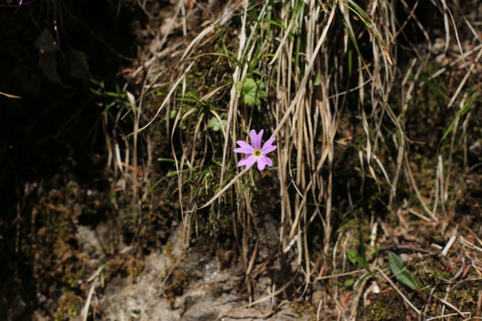 阿弥陀岳 南稜&中央稜 180527 シナノコザクラとホテイラン_e0338862_18531284.jpg