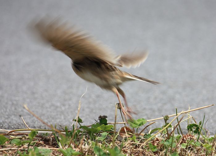 今日の鳥さん　180527_a0020763_19314679.jpg