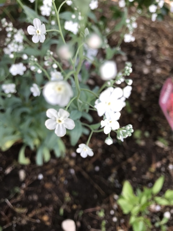 d0320463_19191018.jpeg