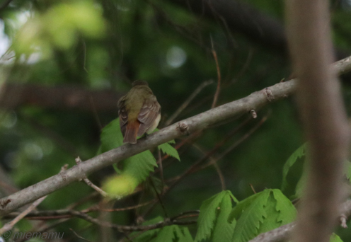 いらっしゃい、キビタキさん？～５月_d0340565_20121382.jpg