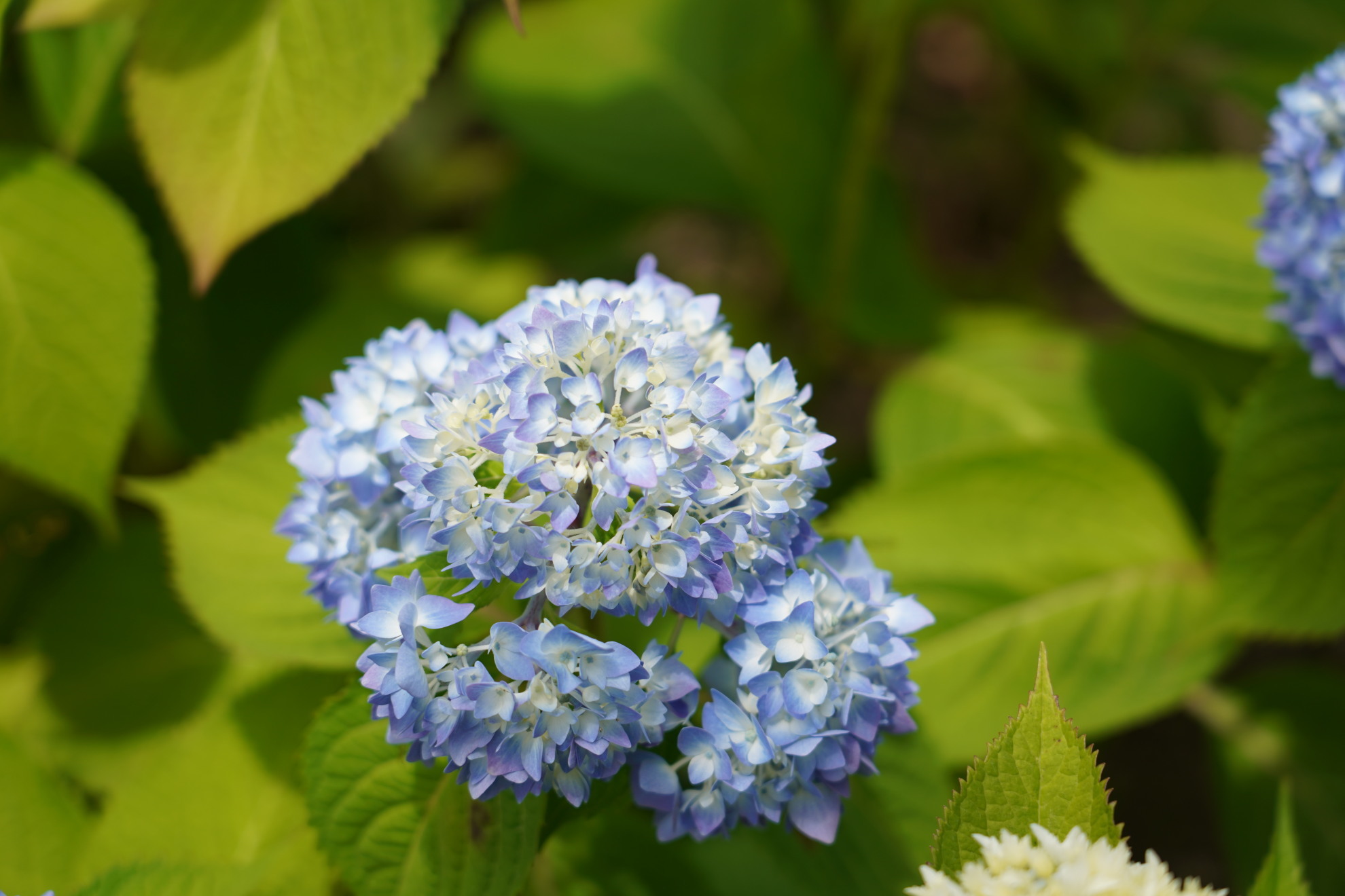 「イングリッシュガーデンの薔薇たち　－びわ湖大津館－」_c0067168_17455120.jpg