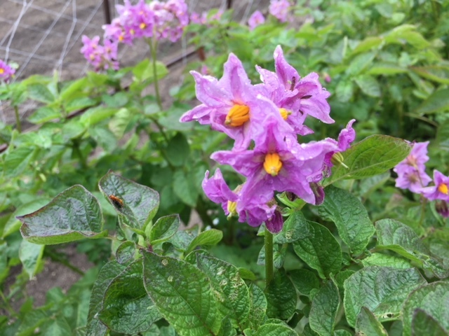 ジャガイモの花が咲いた_e0175370_21164555.jpg