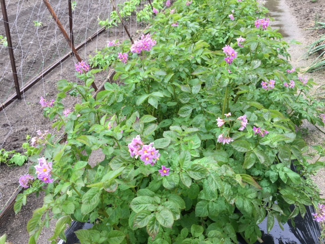 ジャガイモの花が咲いた_e0175370_21165642.jpg