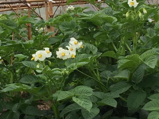 ジャガイモの花が咲いた_e0175370_21173739.jpg