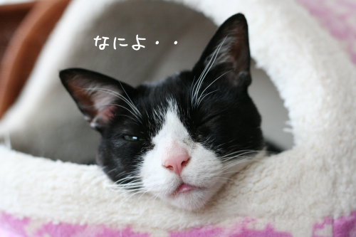a0216583_13090500.png