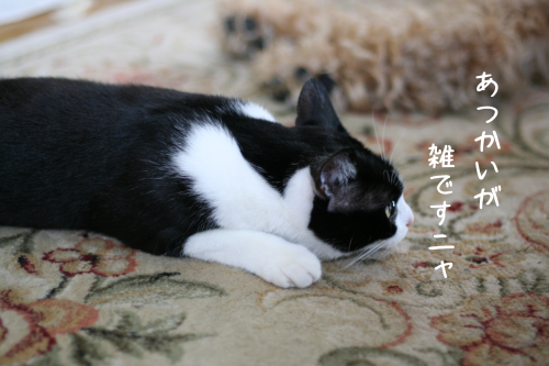 a0216583_13145060.png